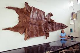 crocodile skin in Palawan Wildlife Rescue and Conservation Centre